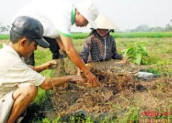 Độc và lạ ở Nghệ An: Trồng hành tăm trên lưới cước