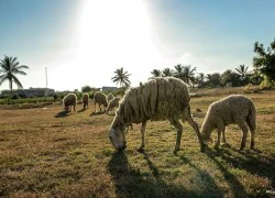 Du lịch Phan Rang và những trải nghiệm tuyệt vời