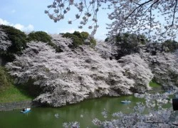 Du lịch Seoul vào mùa hoa anh đào