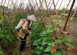 Hà Nội: Chỉ 5% rau an toàn vào siêu thị!