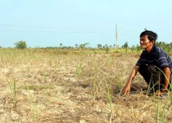 Hạn nặng, chuyển đổi cây gì cũng chết, lỗ