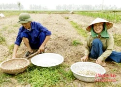 Hành tăm đang trở thành lúa gạo của nông dân vùng biển Diễn Châu