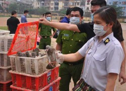 Hết gà lại đến nhập lậu chim bồ câu từ Trung Quốc