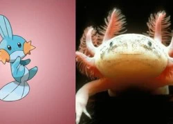 Loài cá cực giống Pokemon, có chân và &#8220;biết cười&#8221; này đang rao bán tại Việt Nam