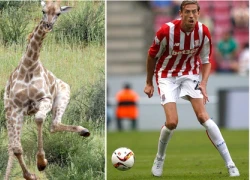 Mất biệt danh "Sếu vườn", Peter Crouch giờ là hươu cao cổ