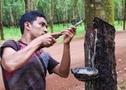 Ngành cao su Campuchia &#8220;sống lại&#8221;