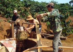 Nông dân Tây Nguyên chưa thể vui với mưa đầu mùa