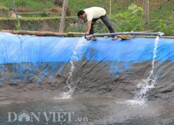 Nuôi cá tầm trên "đất lửa" khó mà dễ