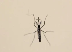 Thêm nhiều chứng bệnh nguy hiểm liên quan đến virus Zika