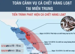 Toàn cảnh vụ cá chết hàng loạt tại biển miền Trung