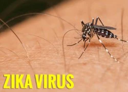 Virus gây teo não Zika đã phủ 1/3 thế giới