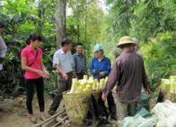 Yên Bái dành 100 tỷ đồng hỗ trợ sản xuất nông-lâm nghiệp và thủy sản