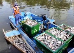 TP HCM kêu gọi không phóng sinh cá xuống kênh Nhiêu Lộc