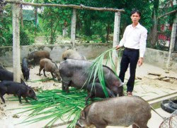 "Bão" thực phẩm bẩn "bủa vây" trang trại sạch