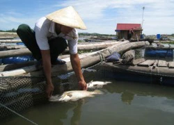 Cá chết hàng loạt trên sông Lạch Bạng không chỉ do tàu bè đi lại