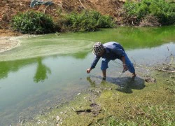 Cá chết trôi dạt đầy bờ: Do nước 'phú dưỡng hóa'