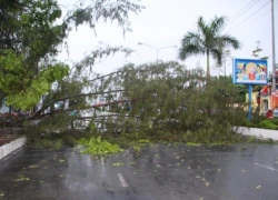 Cây cổ thụ bỗng bật gốc ngã ngang đường, nhiều người hú vía