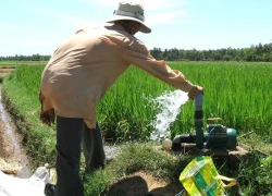 Hàng ngàn ha lúa, hoa màu bị bỏ hoang vì thiếu nước tưới