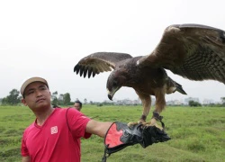 Lạ lẫm thú chơi "chúa tể bầu trời" ở Hà Nội (Kỳ 1)