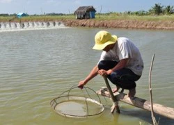 Người nuôi tôm "khắc khoải" trước biến đổi khí hậu và giá cả