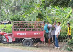 Nhiều giống cây ăn trái miền Tây 'sốt'