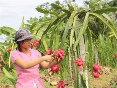 Trái cây Thái tràn thị trường Việt: Kiến nghị tăng tần suất kiểm tra