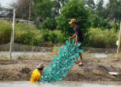 Vỡ mộng vì tôm