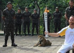 Brazil: Báo gấm &#8220;rước đuốc&#8221; Olympic bị bắn chết