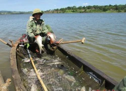 Cá hồ sông Sào được người dân săn đón