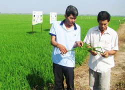 Cà phê, lúa gạo hết cảnh "đói" vốn