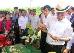 Cây gai xanh &#8220;bén duyên&#8221; đất xứ Thanh