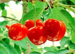 Đẹp da với mặt nạ từ trái cherry