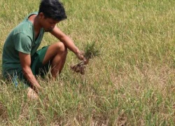 Giá lúa tại Đồng bằng sông Cửu Long giảm mạnh