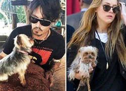 Johnny Depp tranh quyền nuôi chó cưng với vợ trẻ