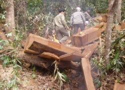 'Lâm tặc' bắt kiểm lâm quỳ gối, đánh dã man, đòi tưới xăng lên người đốt