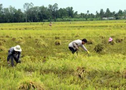 Lúa hè thu ách tắc đầu ra