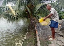 Nông dân vùng kênh Đông chưa mặn mà nuôi cá, tôm