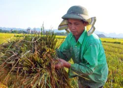 Nông nghiệp tăng trưởng âm: Trồng trọt lao đao, thủy sản khốn khó