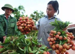 Nông nghiệp Việt Nam tăng trưởng âm