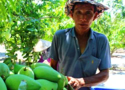 Trồng xoài trên cát, lãi cả&#8230; bát vàng