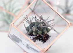 Tự chế bình trồng cây terrarium không hề khó như bạn nghĩ