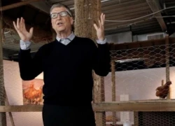 Tỷ phú Bill Gates và kế hoạch thoát nghèo bằng 100.000 con gà