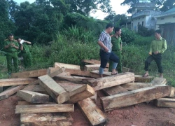 3 sĩ quan biên phòng bị đình chỉ để điều tra vụ phá rừng pơ mu