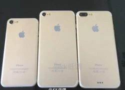 Bộ ba iPhone 7 với camera kép tiếp tục lộ diện