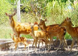 Bỏ nuôi bò sang hươu, nai lấy nhung, thu trăm triệu mỗi năm