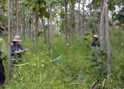 Các công ty nông, lâm nghiệp: Làm thì lỗ, không làm cũng... lỗ nghìn tỷ