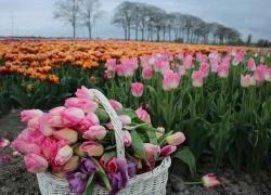 Cánh đồng hoa tulip đẹp như tranh ở Hà Lan