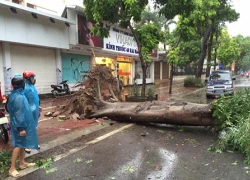 Cây đổ hàng loạt trên phố Hà Nội