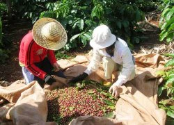 "Cởi trói" cho cà phê