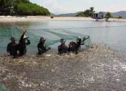 Cuộc "cách mạng" từ tôm thẻ chân trắng